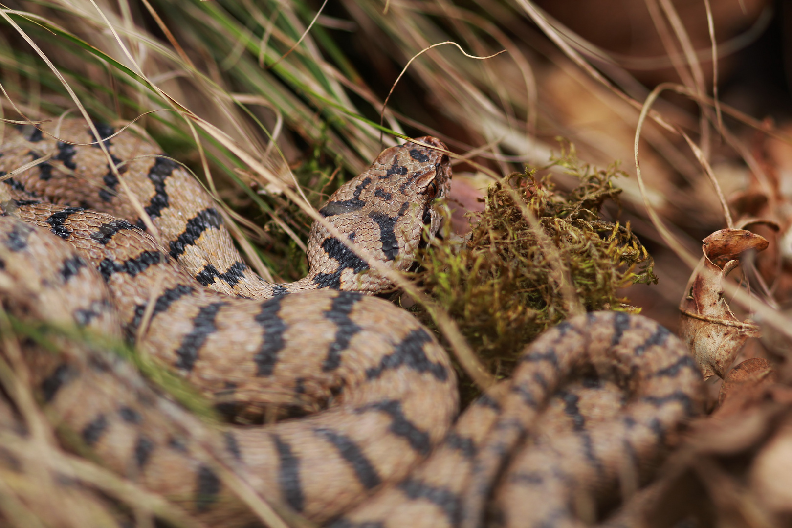 (Vipera a.aspis)