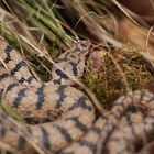 (Vipera a.aspis)