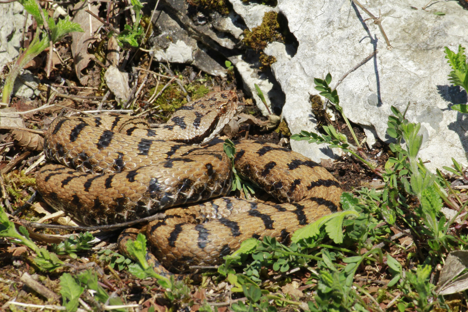 (Vipera a.aspis)