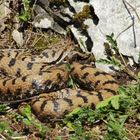 (Vipera a.aspis)