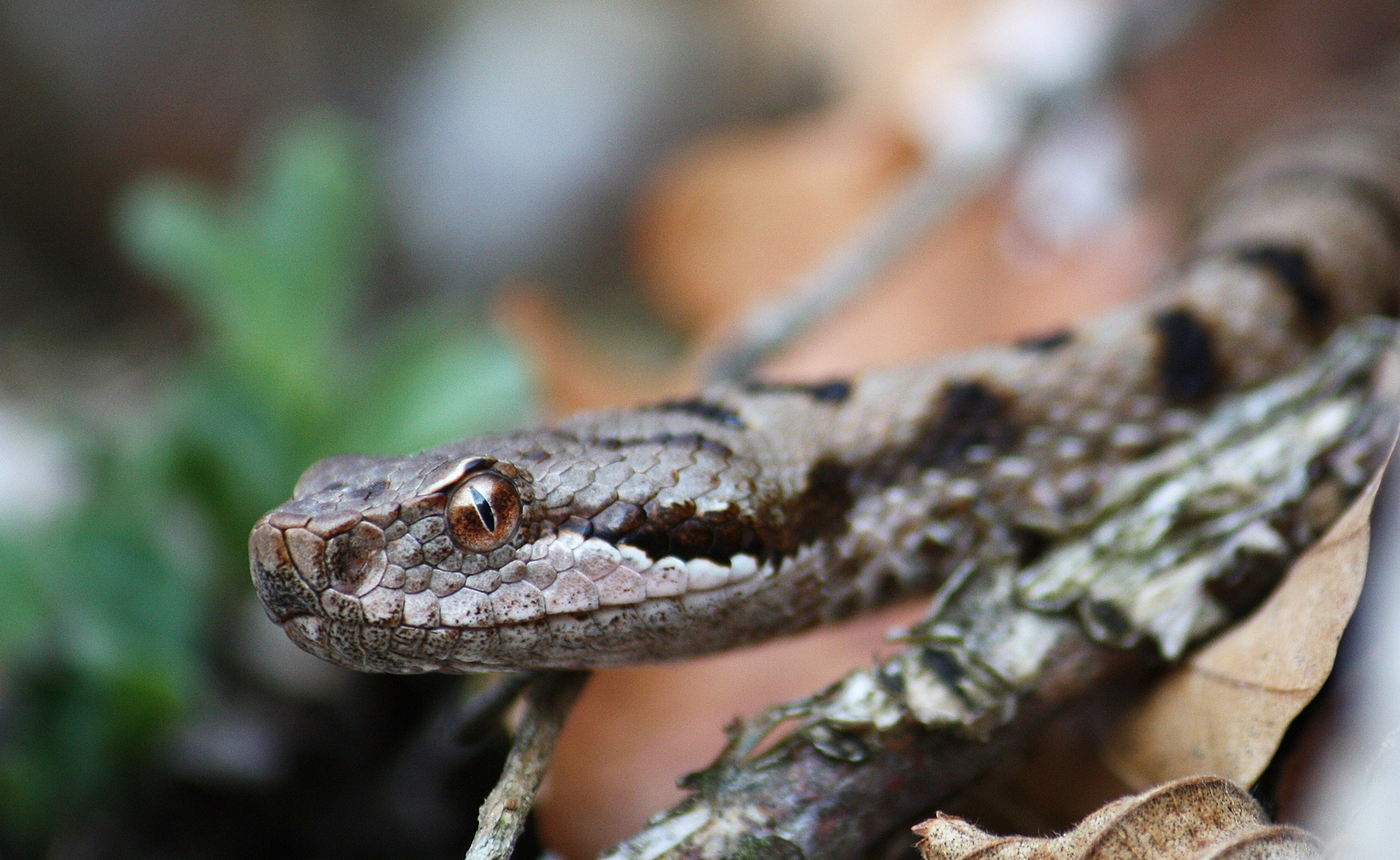 ( Vipera a.aspis)