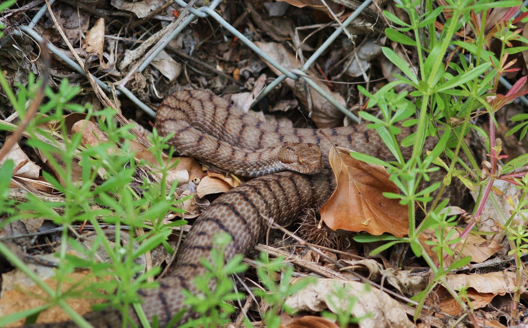 ( Vipera a.aspis)