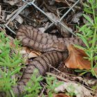 ( Vipera a.aspis)