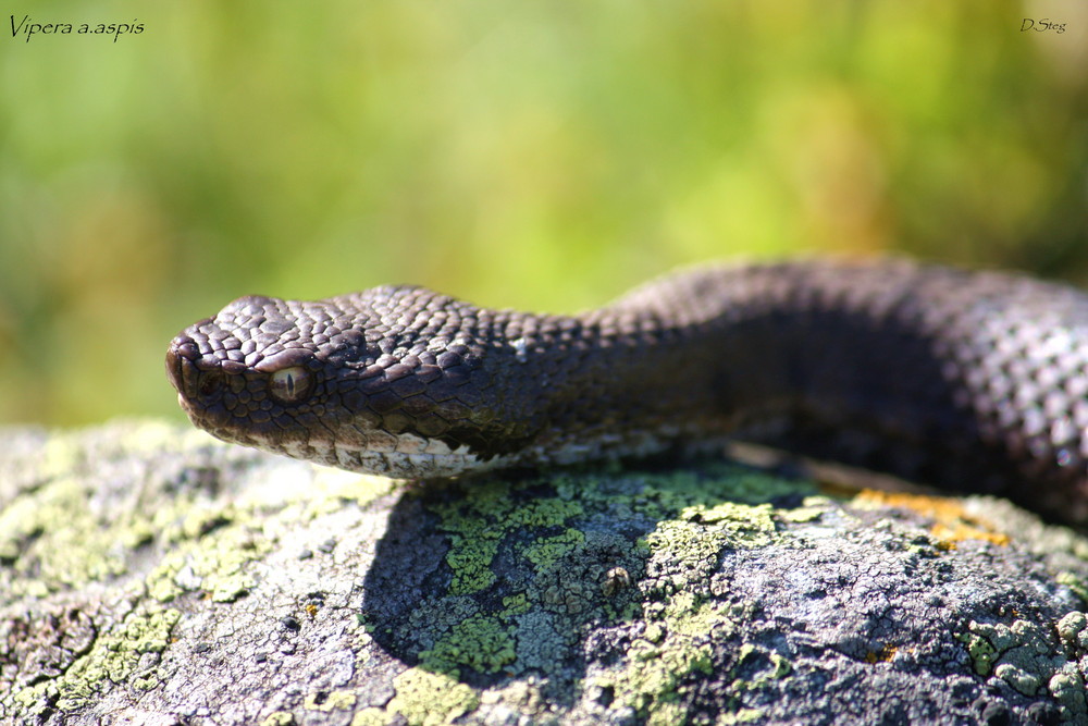 Vipera a.aspis