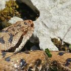 (Vipera a.aspis) aus der Schweiz.