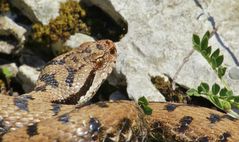 (Vipera a.aspis) aus der Schweiz.