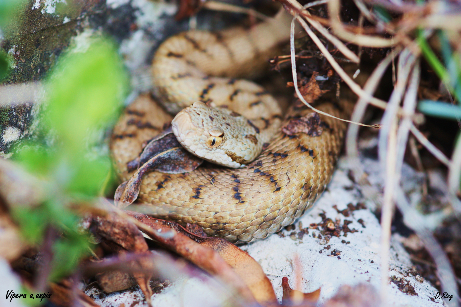 Vipera a.aspis Nord-West Schweiz