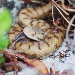 Vipera a.aspis Nord-West Schweiz