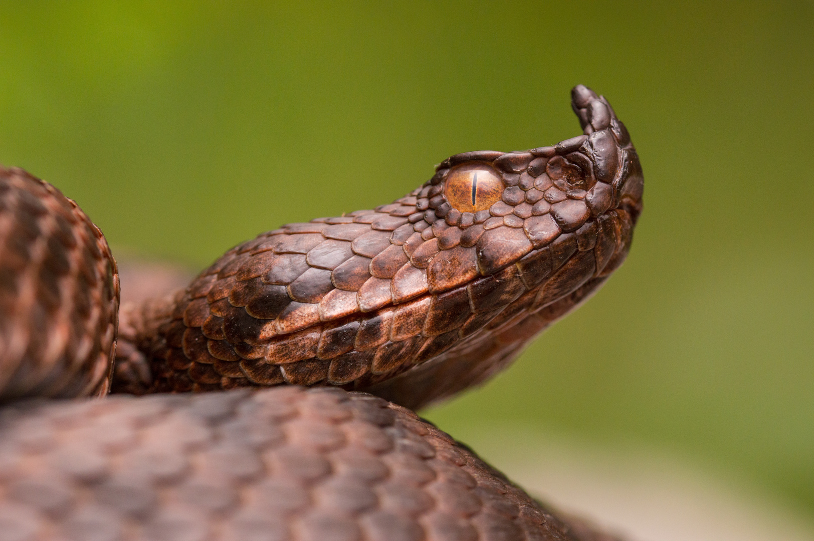 Vipera Ammodytes