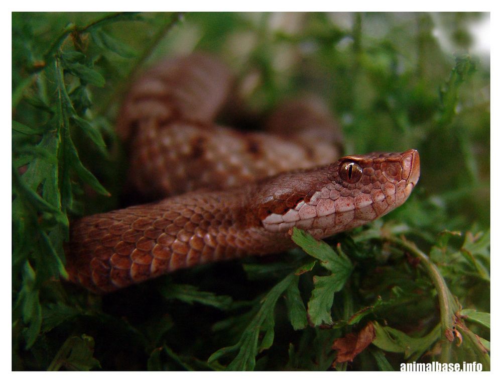 Vipera ammodytes