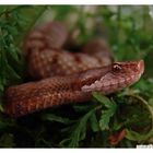 Vipera ammodytes