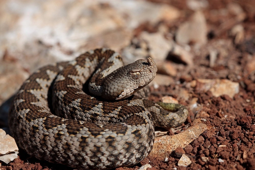 Vipera ammodytes