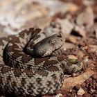 Vipera ammodytes