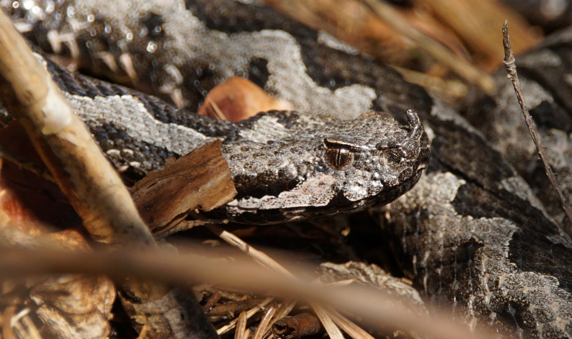 Vipera ammodytes (Europäische Hornotter)