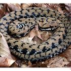 Vipera arrotolata