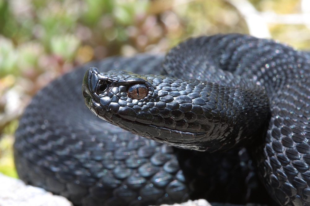 Vipera aspis