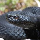 Vipera aspis