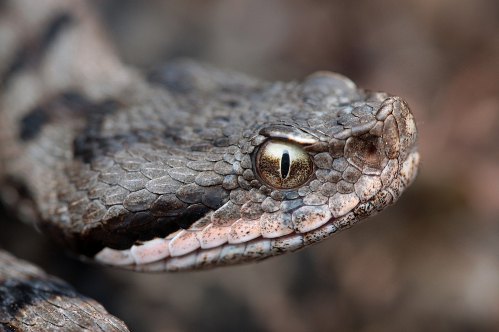 Vipera aspis