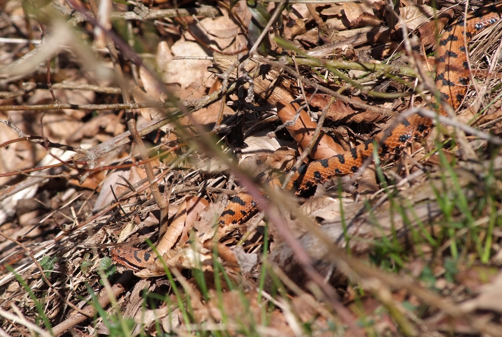 Vipera Aspis