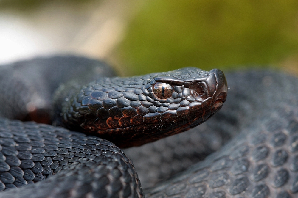 Vipera aspis