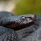 Vipera aspis