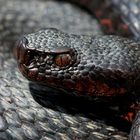 Vipera aspis-