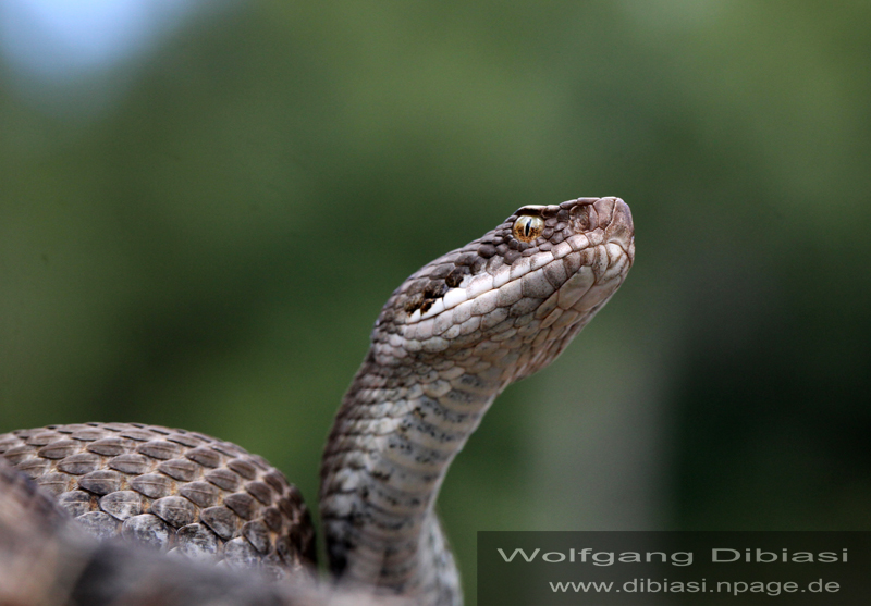 Vipera aspis