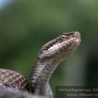 Vipera aspis