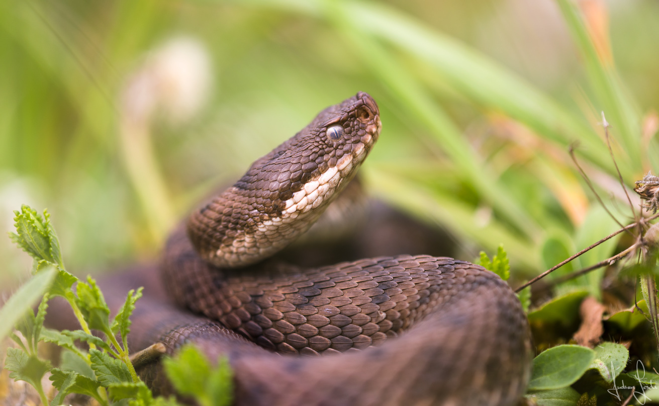 Vipera aspis