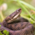 Vipera aspis