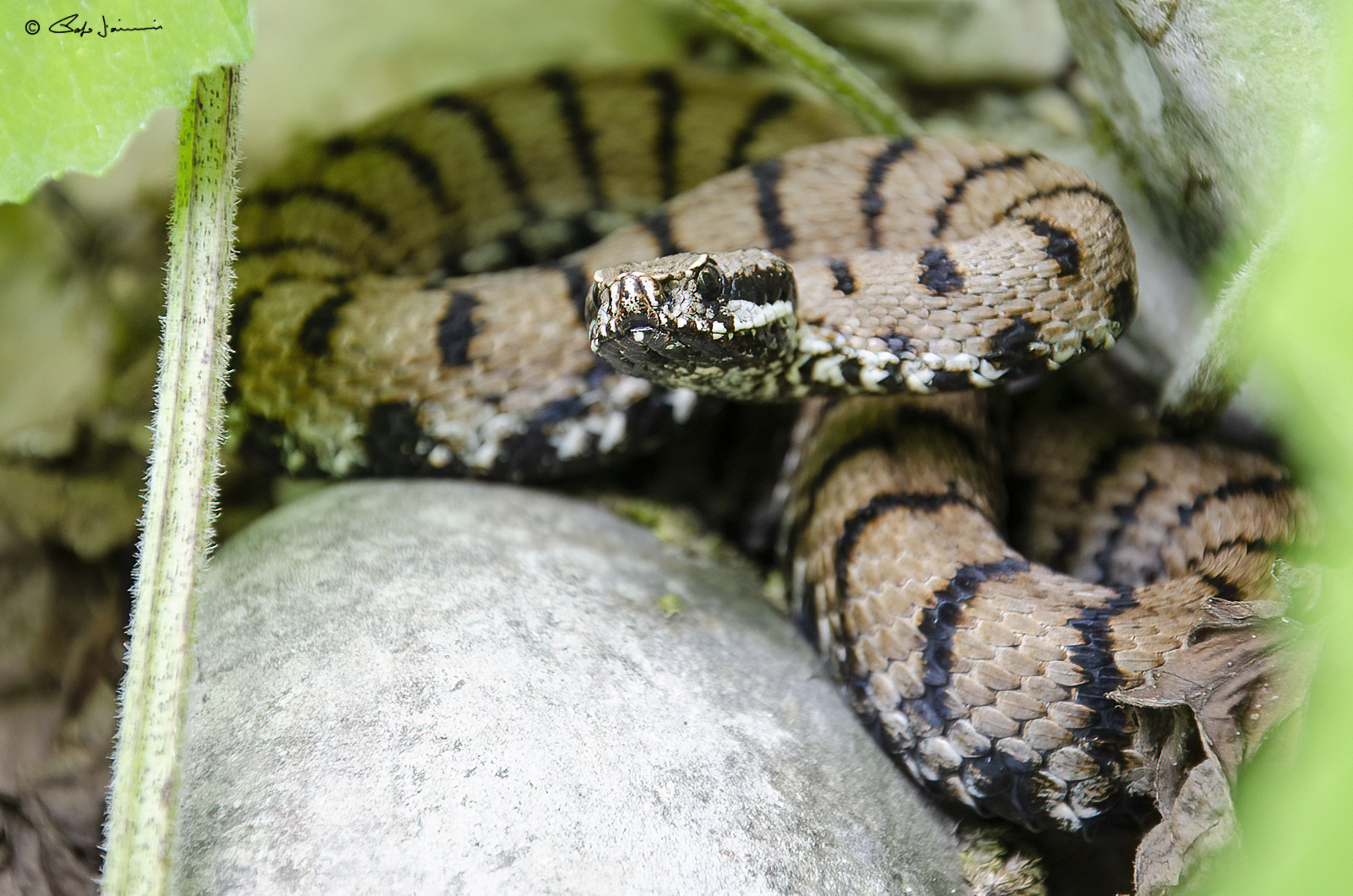 Vipera aspis