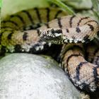 Vipera aspis