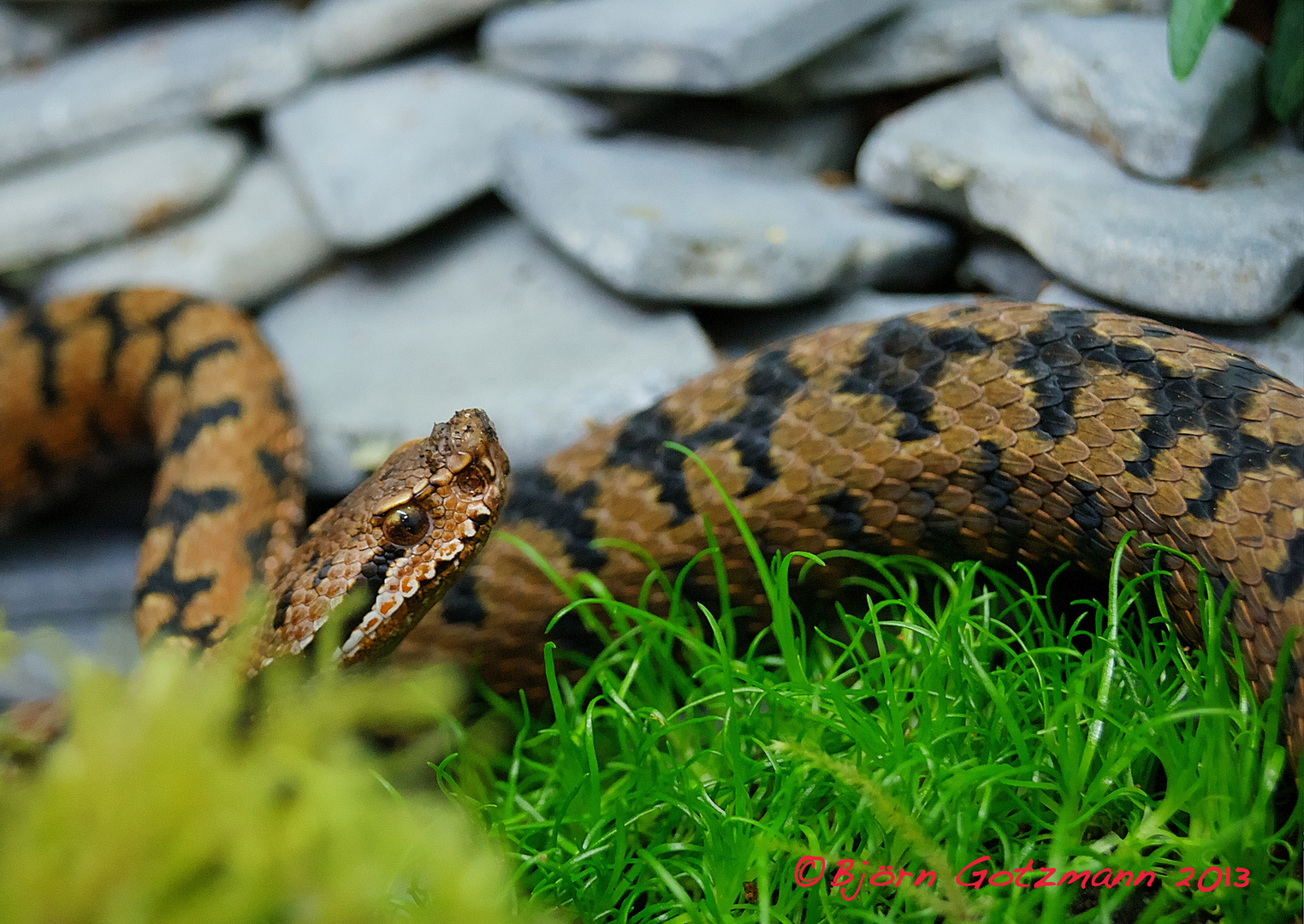 Vipera aspis - Alpenviper