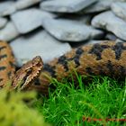 Vipera aspis - Alpenviper