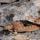 Vipera aspis aspis - Die Aspisviper | Juvenil