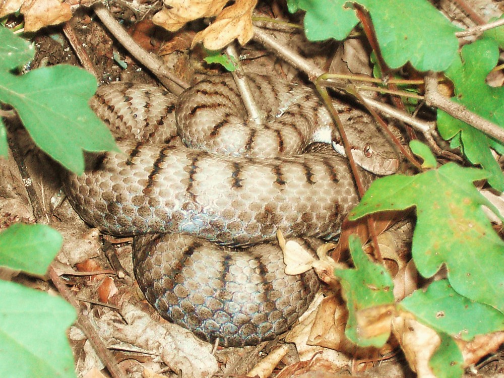 Vipera aspis aspis/ Jura