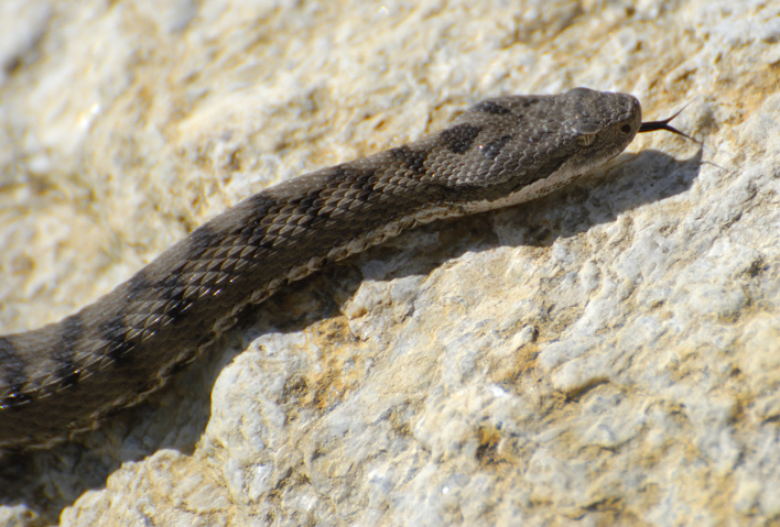 Vipera aspis