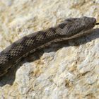 Vipera aspis