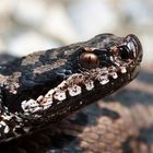 Vipera aspis