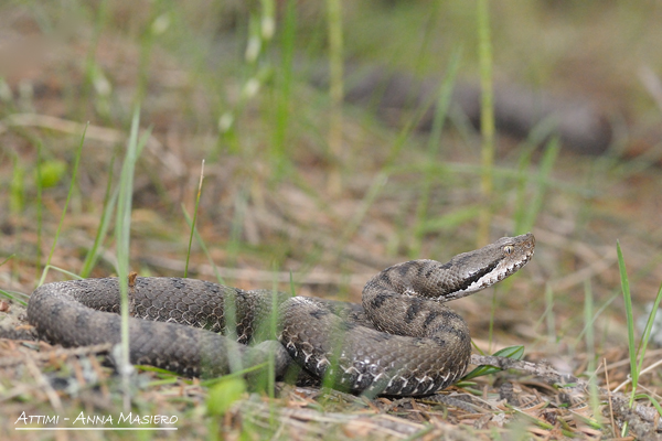 Vipera Aspis