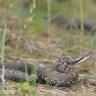 Vipera Aspis