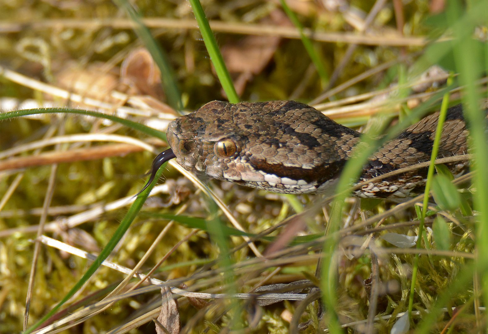 Vipera aspis