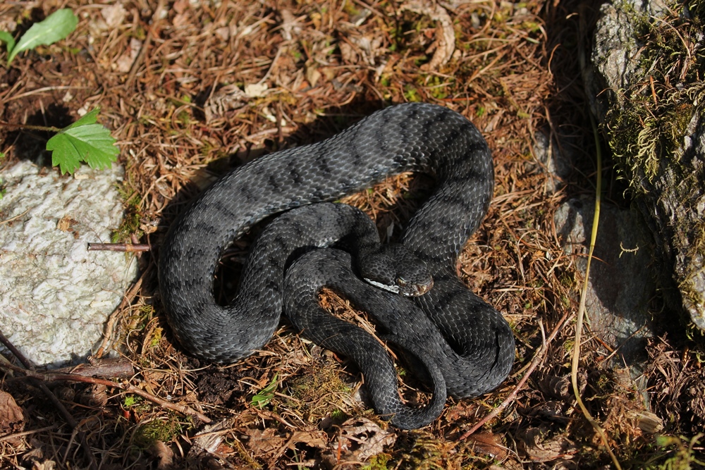 Vipera aspis francisciredi