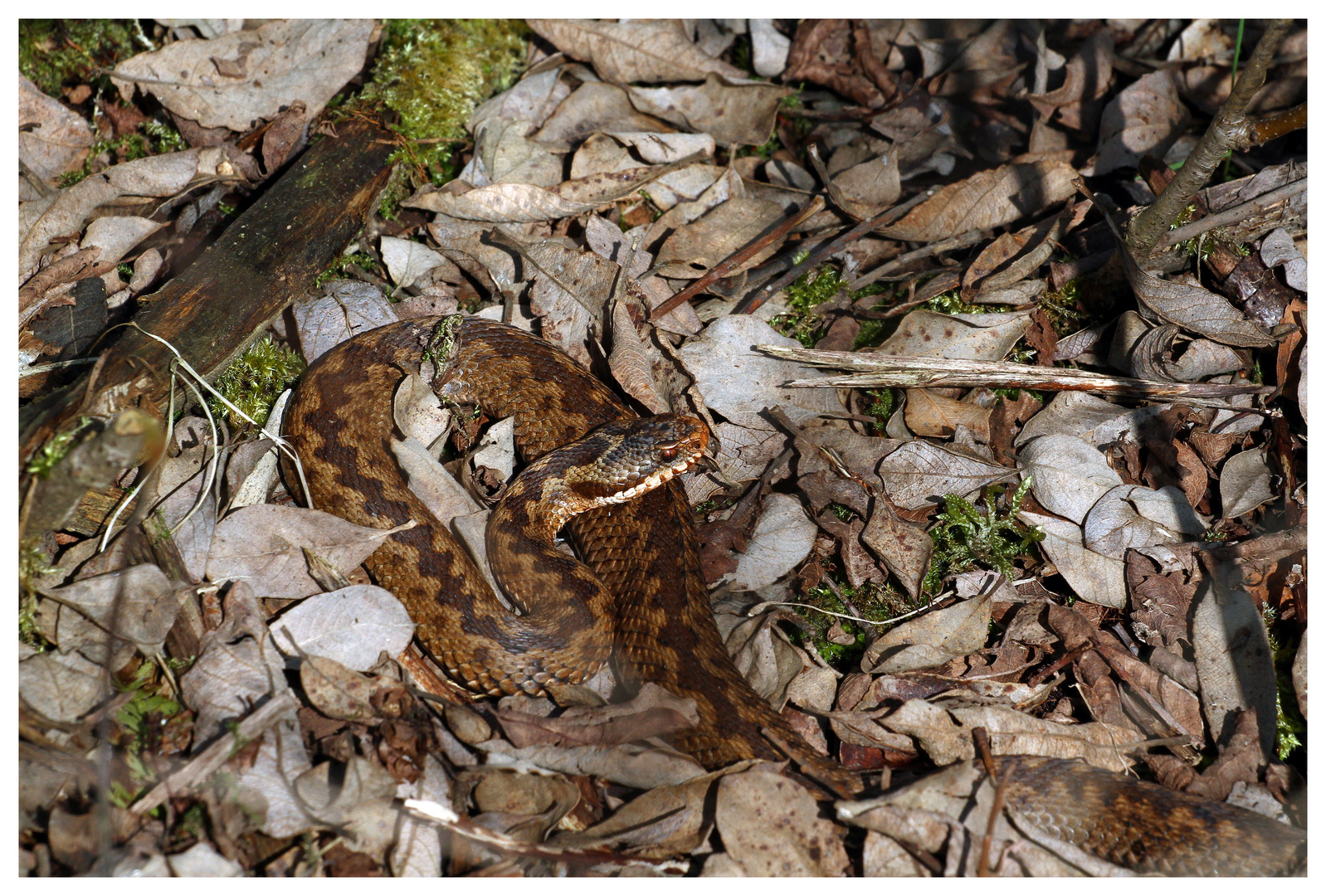 Vipera berus