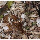 Vipera berus