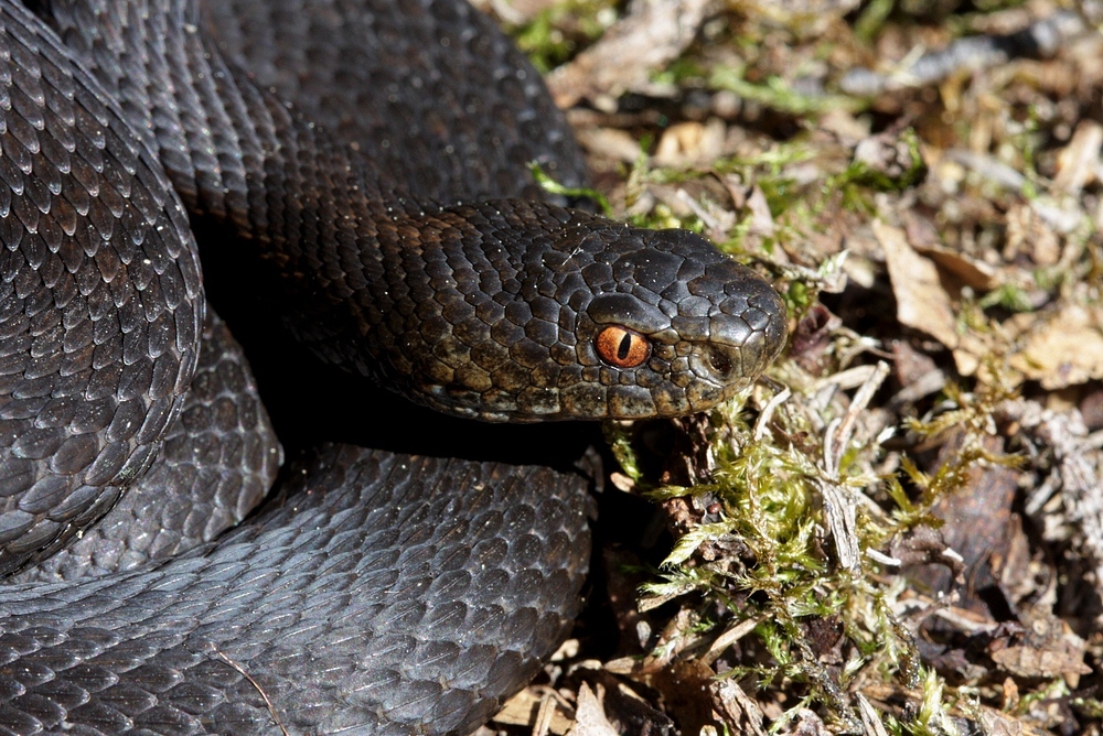 Vipera berus