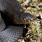 Vipera berus