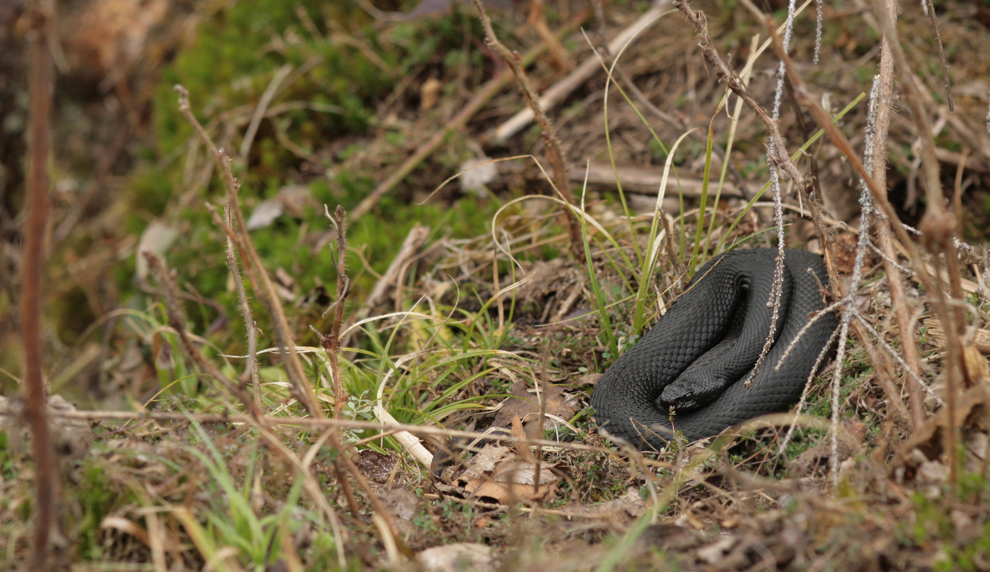 Vipera berus