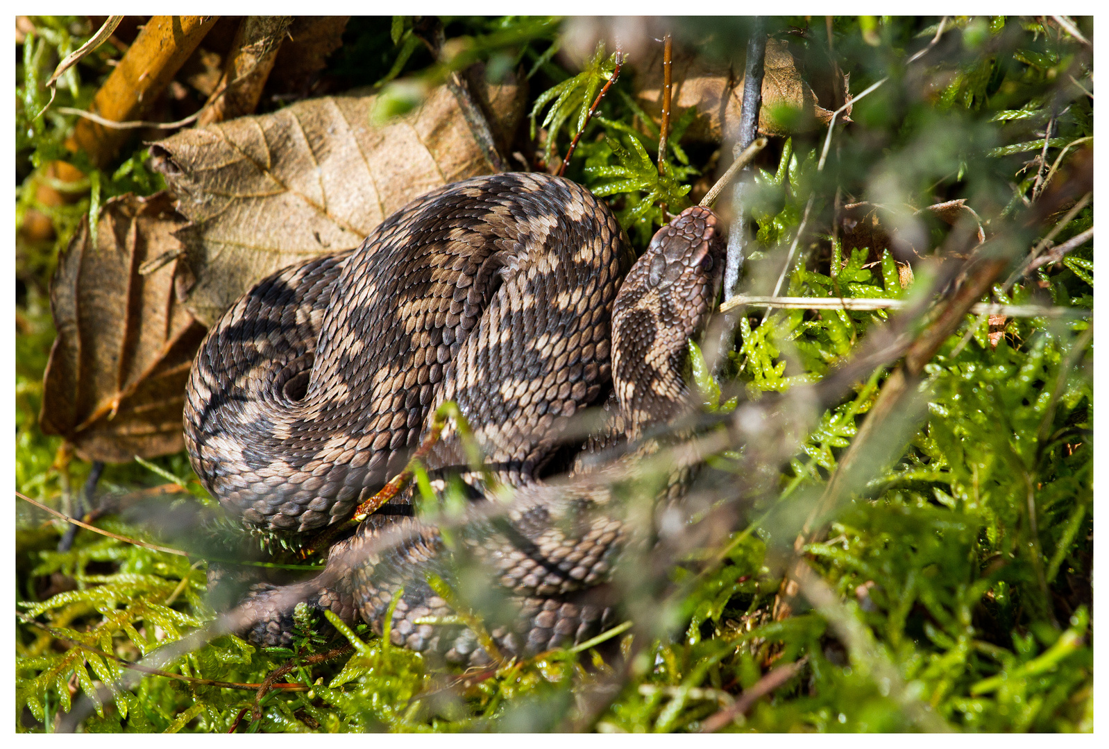 Vipera berus #2