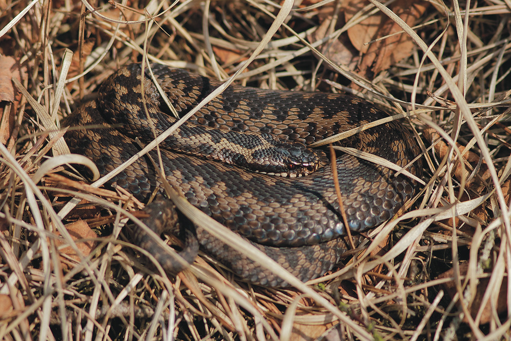 Vipera berus 2011